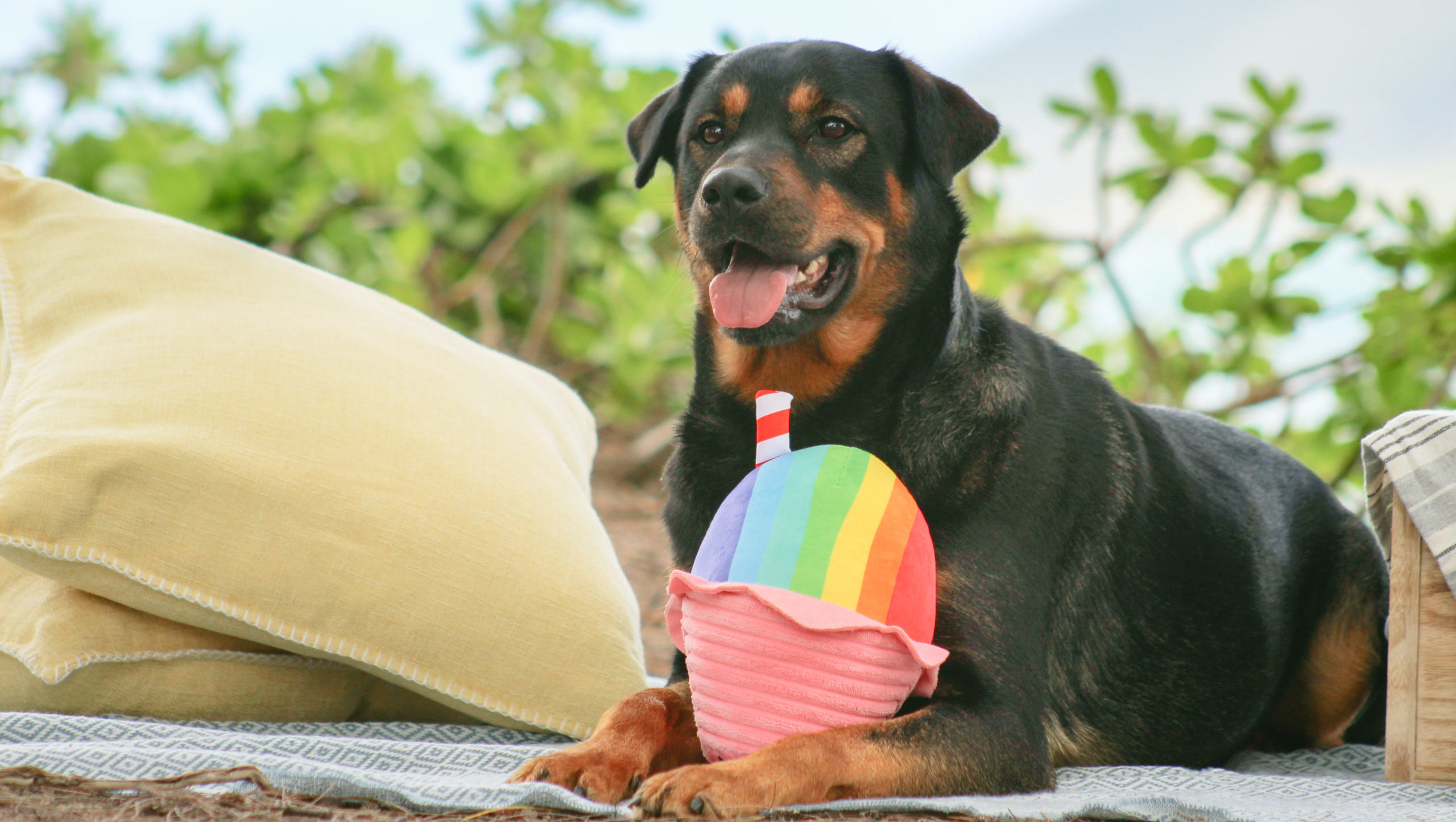 Shave Ice, Poi & Other Hawai'i Foods Are Now Dis-and-Bark Dog Toys